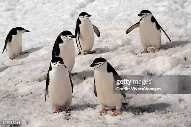 Chinstrap Penguins