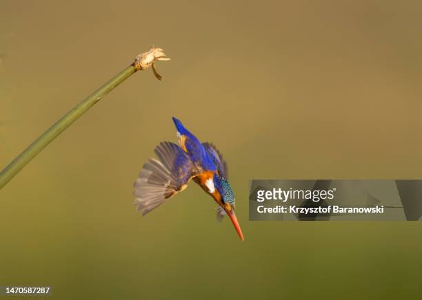 malachite kingfisher hunting,  chobe river - botswana stock pictures, royalty-free photos & images
