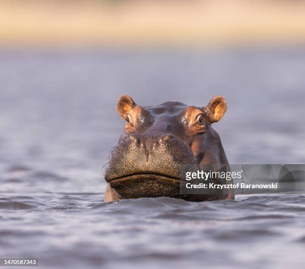 hippopotamus, chobe river, botswana - wild stockfoto's en -beelden