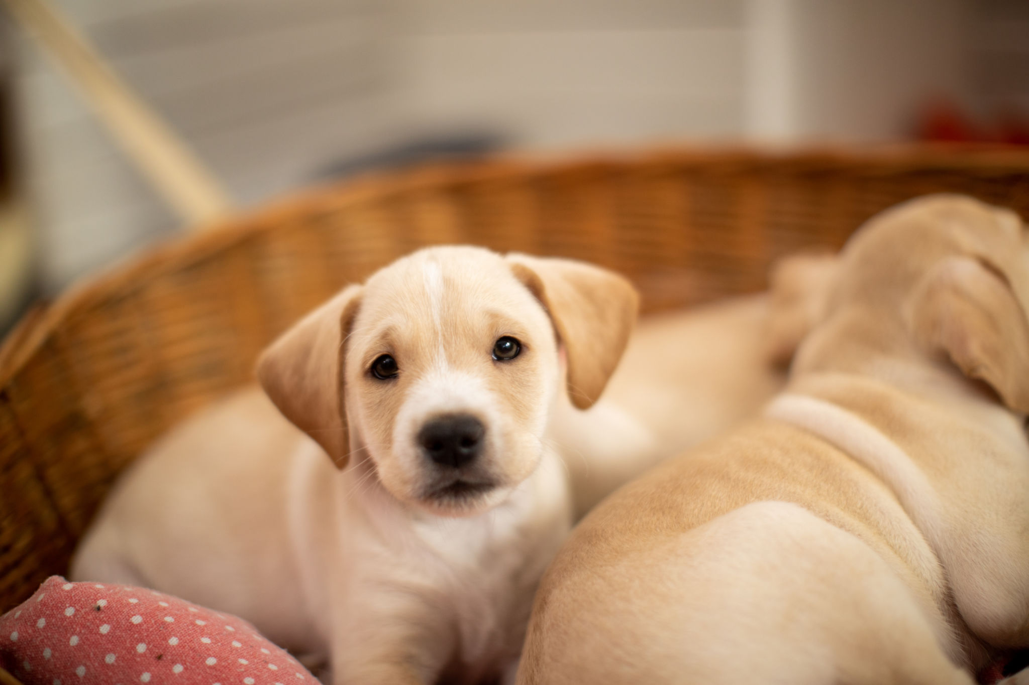 puppy resting area