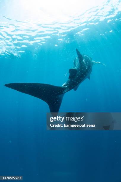 whale shark in crystal sea, maldives - diving sharks stock pictures, royalty-free photos & images