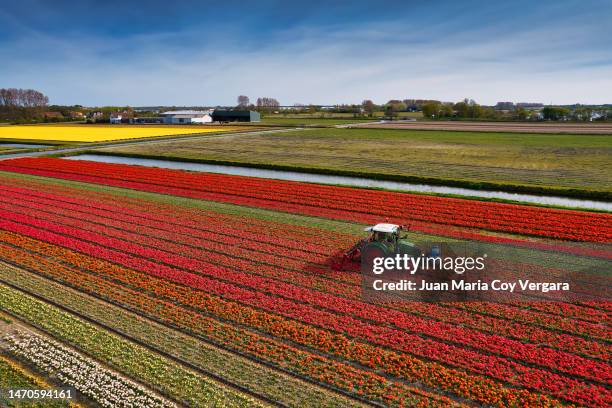 aerial view of agricultural crops sprayer in a field of tulips during springtime in the netherlands. - glyphosate stock pictures, royalty-free photos & images