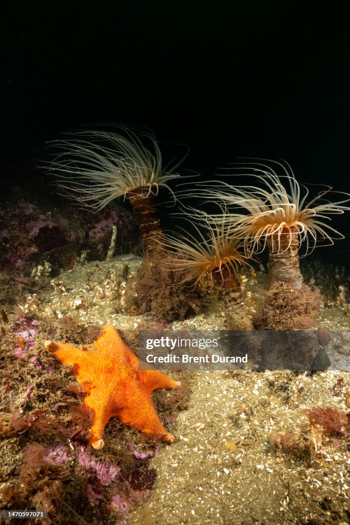 Tube-Dwelling Anemones