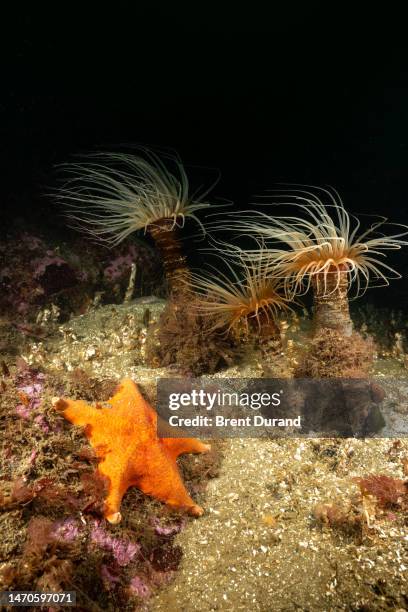 tube-dwelling anemones - batstar stock pictures, royalty-free photos & images