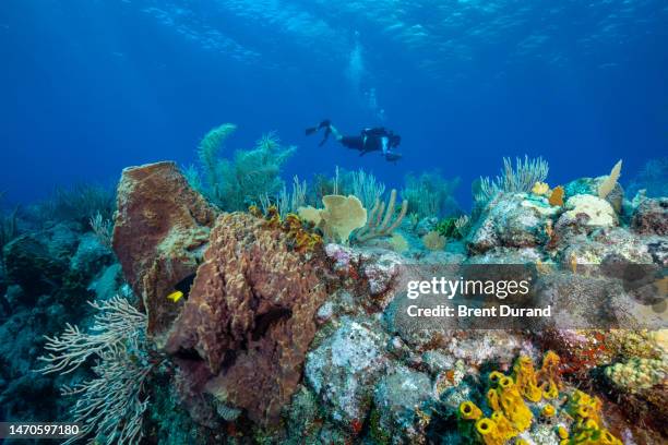scuba diving in saba - benedenwindse-eilanden-kleine-antillen stockfoto's en -beelden