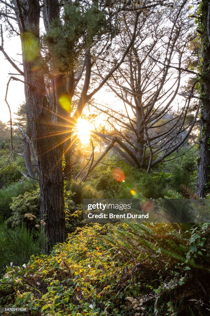 Mendocino Coastal Forest