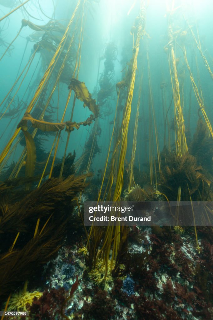Mendocino Bull Kelp Forest