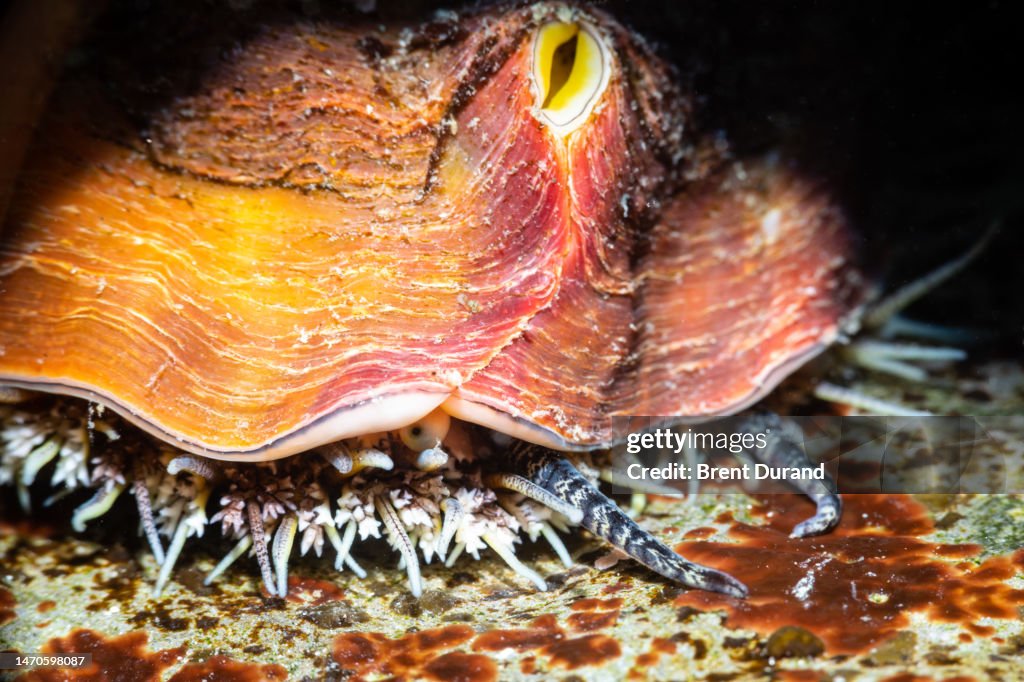 Pinto Abalone (Haliotis kamtschatkana assimilis)