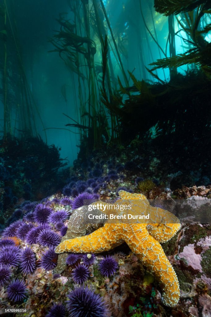 Starfish in Healthy Bull Kelp Forest