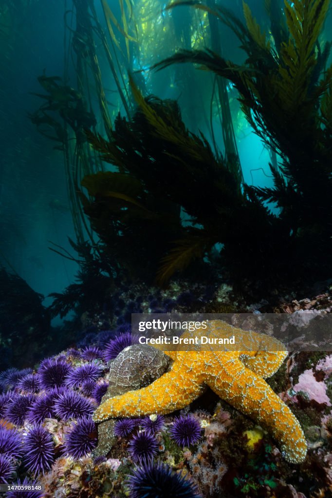 Starfish in Healthy Bull Kelp Forest