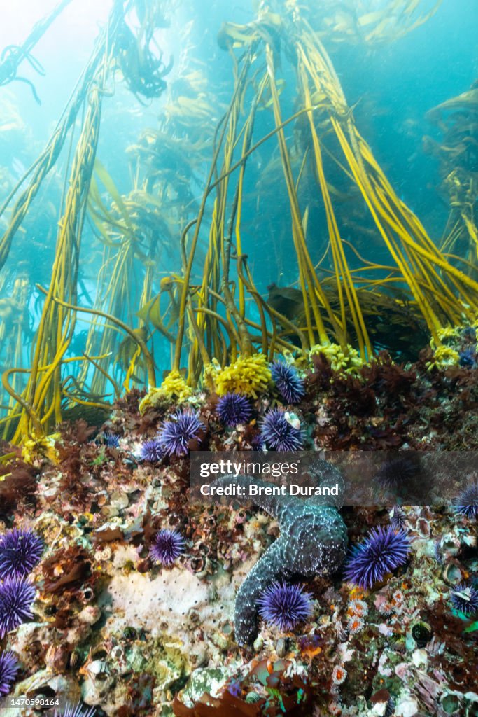 Mendocino Bull Kelp Forest