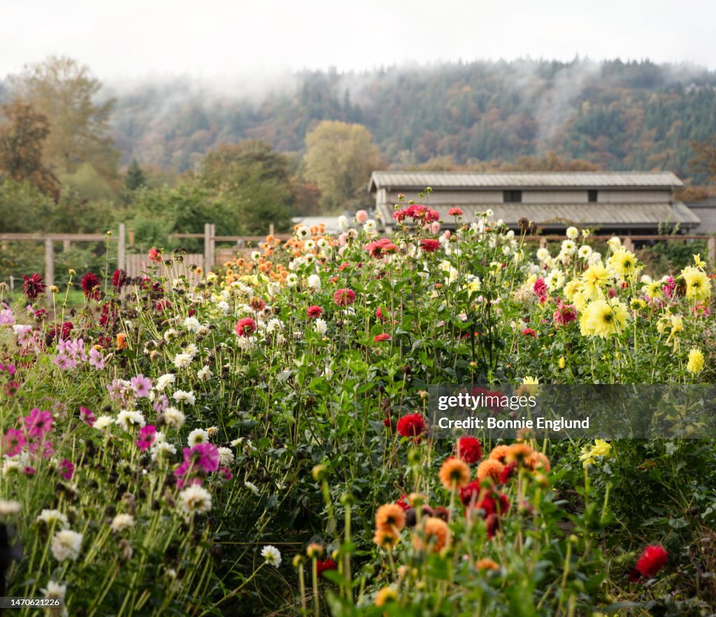 Fall Flowers