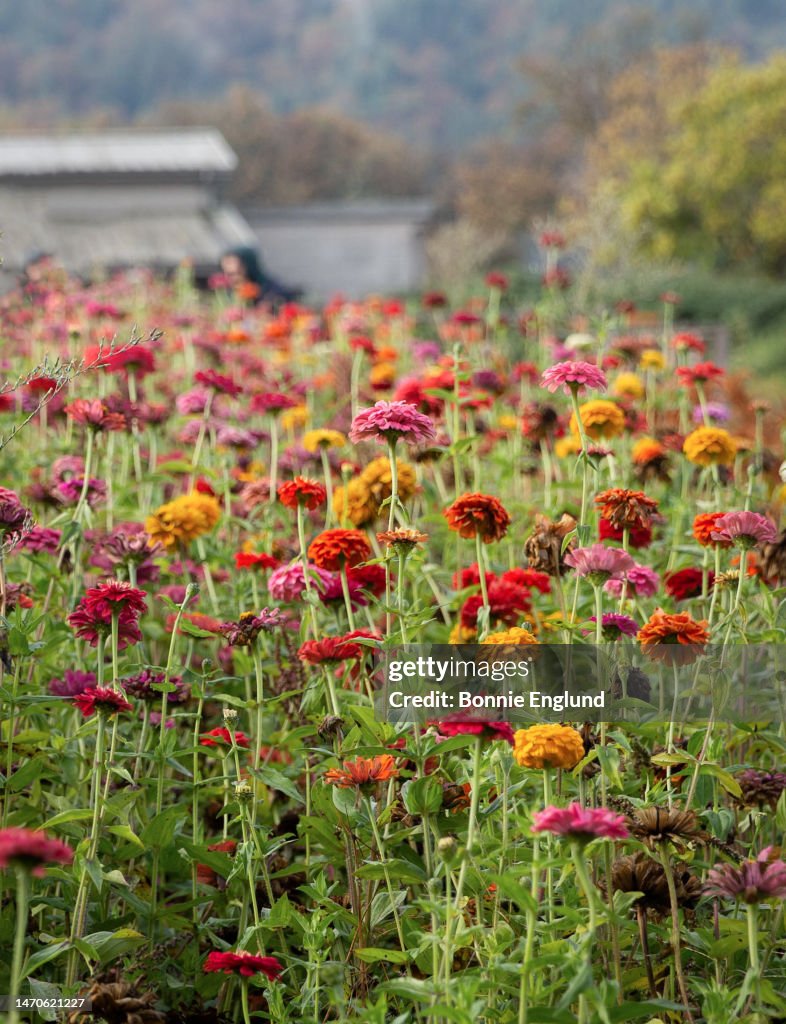Fall Flowers