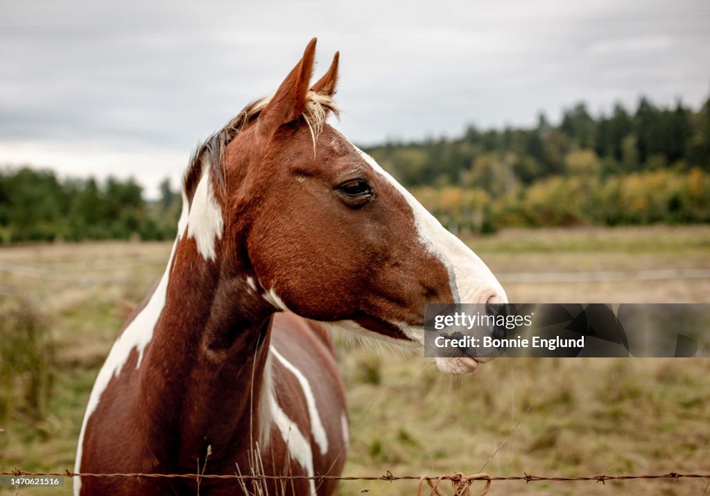 Brown horse