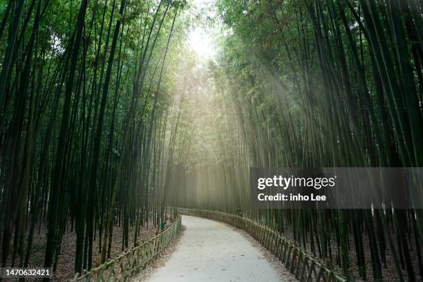 plant - bamboo grove stock pictures, royalty-free photos & images