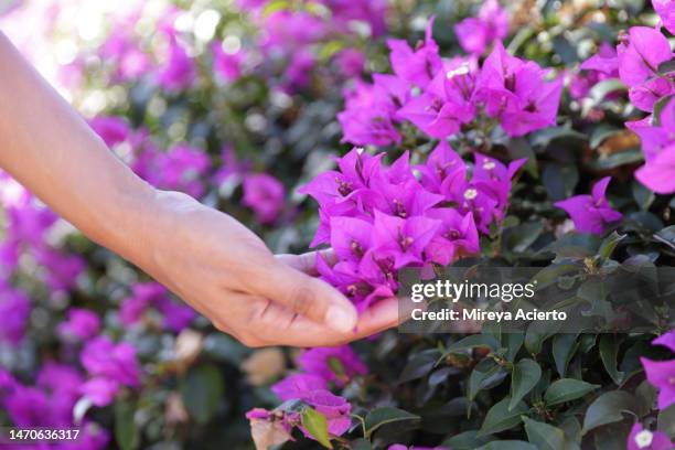 close up of a hand touching a flower in an outdoor space of a tropical climate setting. - buganvília imagens e fotografias de stock