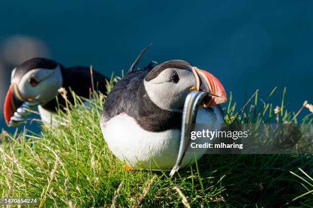 puffins atlántico - heimaey fotografías e imágenes de stock