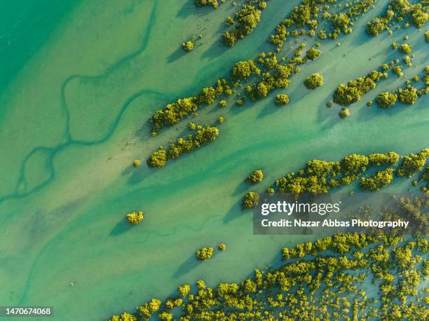 swamps in sea. - 生態系　海 ストックフォトと画像