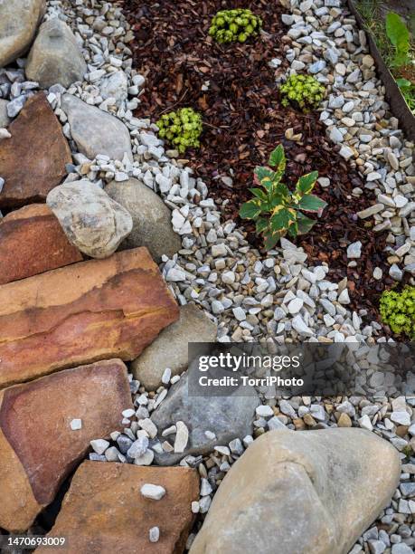 herbal plants on flowerbed mulching with stones and tree bark, houttuynia cordata on flowerbed in garden - bark mulch stock pictures, royalty-free photos & images