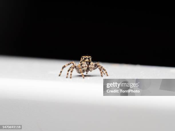 close-up portrait of jumping spider against black background - black hairy spider photos et images de collection