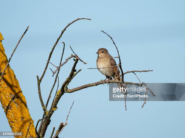close-up passerine bird perching on a twig against blue sky,  thrush nightingale - nightingale bird stock pictures, royalty-free photos & images