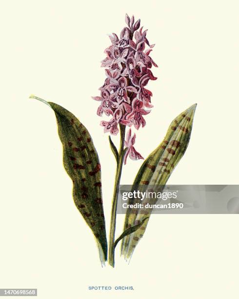 flowers art, dactylorhiza fuchsii the common spotted orchid, is a species of flowering plant in the orchid family orchidaceae - common spotted orchid stock illustrations