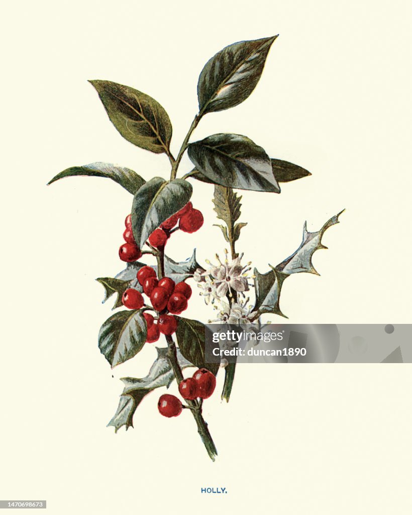 Ilex aquifolium, the holly, common holly, English holly, European holly, or occasionally Christmas holly, is a species of flowering plant in the family Aquifoliaceae