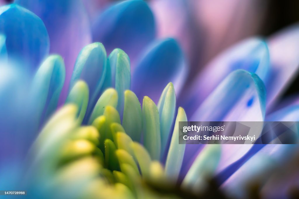Close-up, petals of chrysanthemum flowers. Gentle pastel colors, emerald, blue and purple, green and yellow shades. Selective focus. The concept of background wallpaper. Blur.