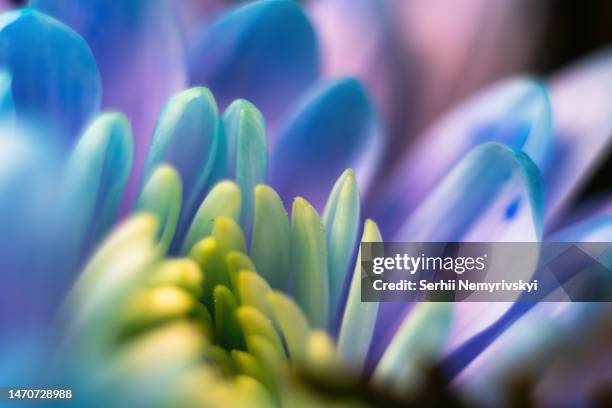 close-up, petals of chrysanthemum flowers. gentle pastel colors, emerald, blue and purple, green and yellow shades. selective focus. the concept of background wallpaper. blur. - florida nature - fotografias e filmes do acervo