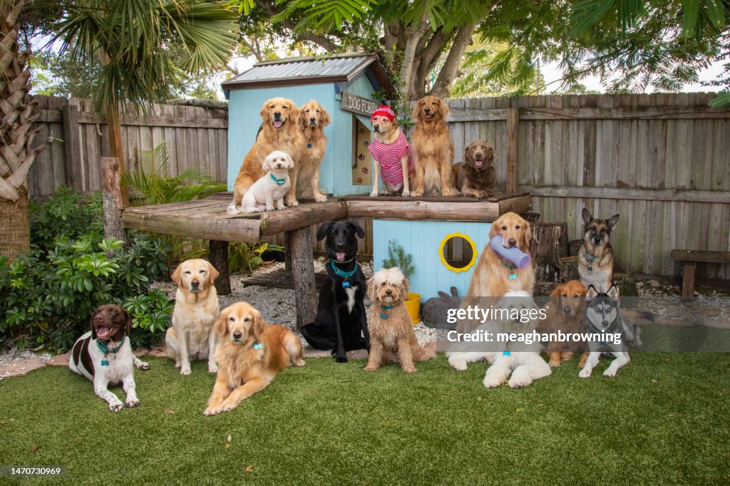 Large group of assorted dogs in a garden, Florida, USA
