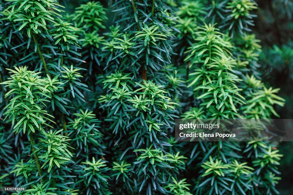Full Frame Yew Tree Background