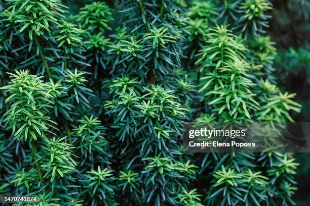 full frame yew tree background - yew needles stock pictures, royalty-free photos & images