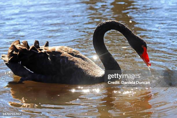 black swan - black swans stock pictures, royalty-free photos & images