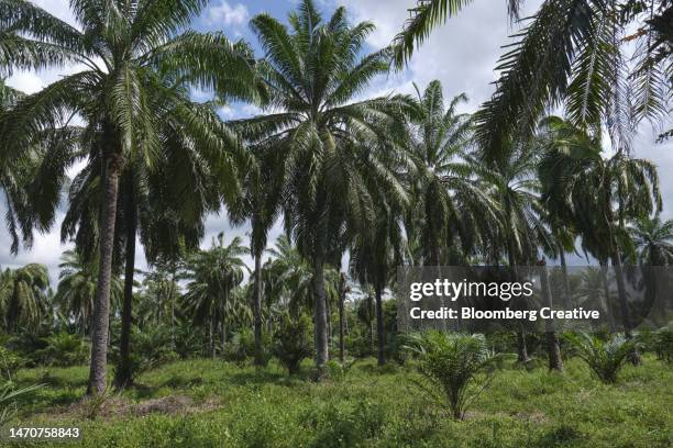 palm oil harvest - palm oil stockfoto's en -beelden