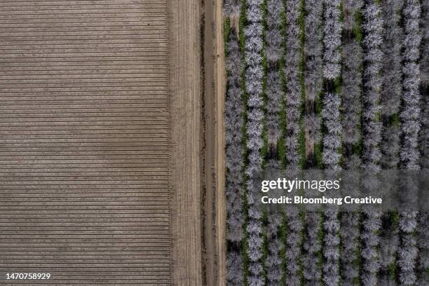 aerial view of almond trees in bloom in an orchard - almond stock pictures, royalty-free photos & images