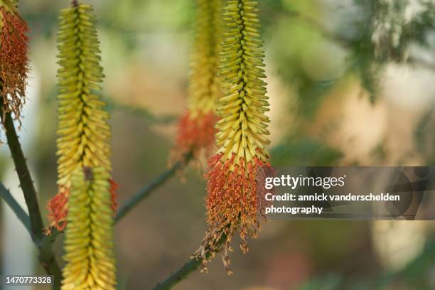 aloe ferox - bitter aloe stock pictures, royalty-free photos & images