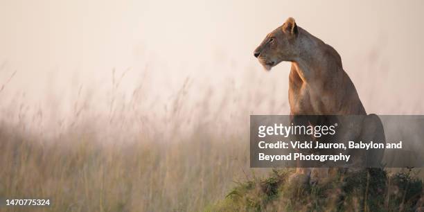 panoramic portrait of lioness in early morning light in the maasai mara, kenya - löwin stock-fotos und bilder