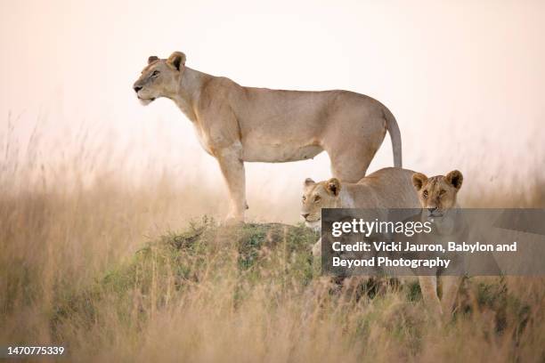 beautiful lioness with three cubs in early morning light in maasai mara, kenya - lioness stock pictures, royalty-free photos & images