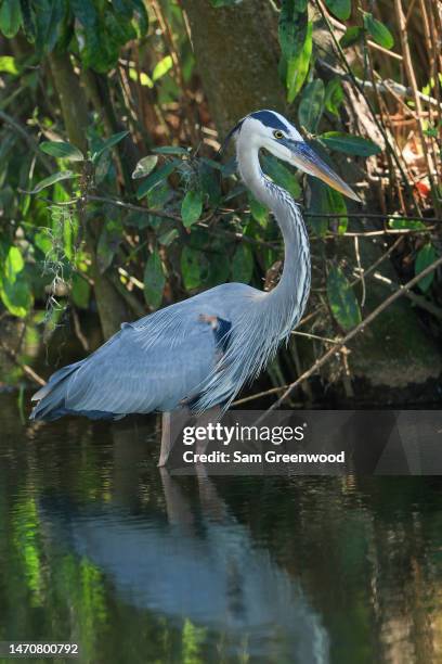 Great blue heron is seen near the eighth hole during the first round of the Arnold Palmer Invitational presented by Mastercard at Arnold Palmer Bay...