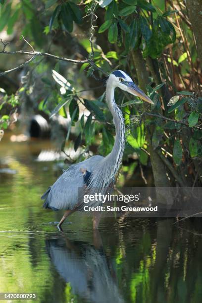 Great blue heron is seen near the eighth hole during the first round of the Arnold Palmer Invitational presented by Mastercard at Arnold Palmer Bay...