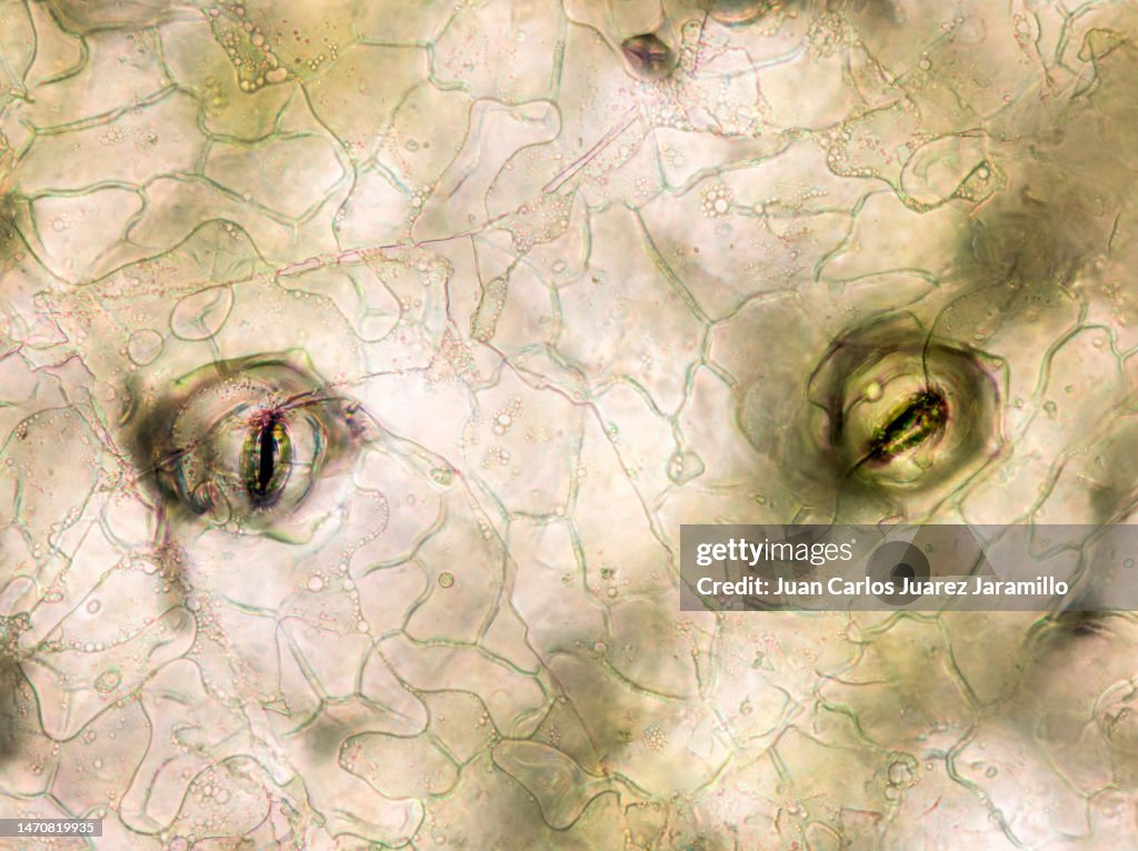 Leaf Under The Microscope Showing Stomata Optical Microscope X400 ...