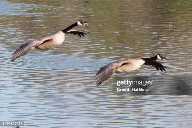Geese Ringing Wild Geese Calling Photos and Premium High Res Pictures - Getty Images