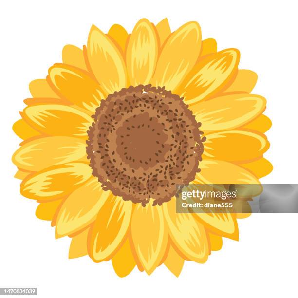 stockillustraties, clipart, cartoons en iconen met sunflower isolated on a transparent background - zonnebloemen