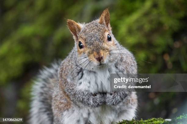 ardilla en un árbol - ardilla fotografías e imágenes de stock