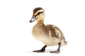 Baby duck on a white background