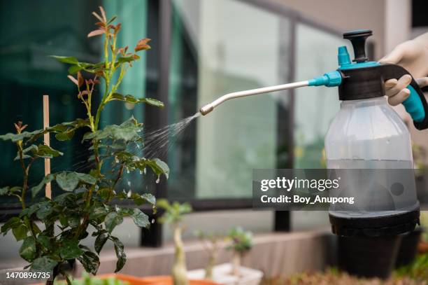 someone spraying an insecticide to rose bud for prevent and killing aphids. - lawn fertilizer stock pictures, royalty-free photos & images