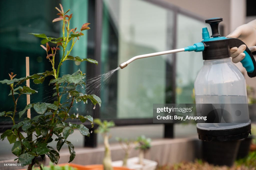Someone spraying an insecticide to rose bud for prevent and killing aphids.