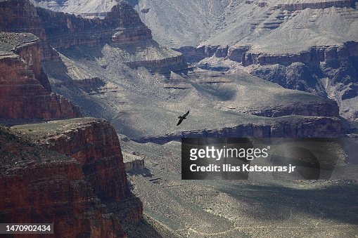 Bird flies over Grand Canyon landscape