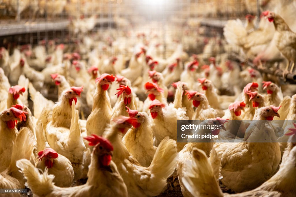 Pollo farm.