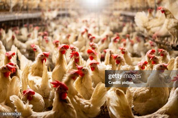 chicken farm. - kippenhok stockfoto's en -beelden